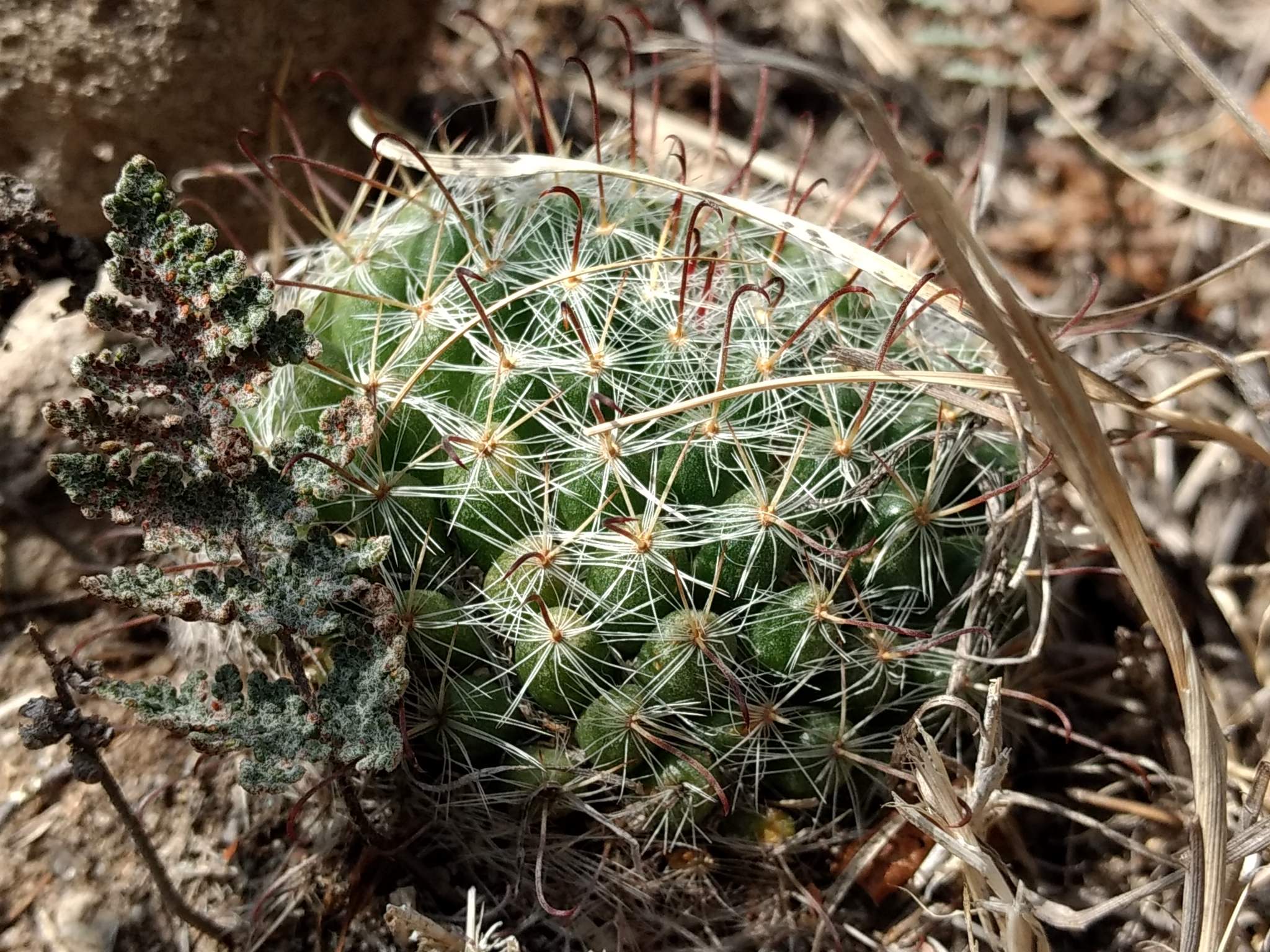 Mammillaria crinita ssp. Leucantha